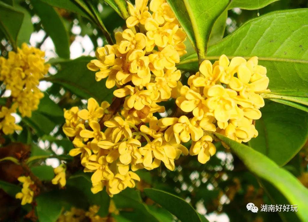 长沙地图旅游景点大全,探寻千年古都的魅力之旅,长沙旅游攻略,探寻千年古都的魅力之旅,地图景点大全