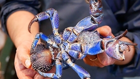 家常美味大龙虾,三种令人垂涎欲滴的做法,家常美味大龙虾,三种诱人做法大揭秘