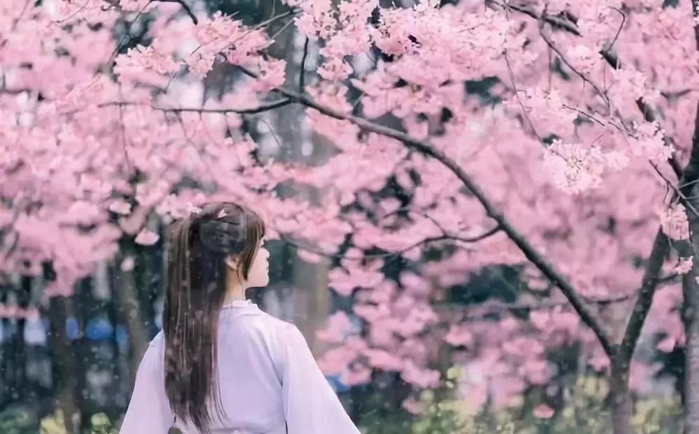 浪漫樱花与动漫,在线观看免费高清的魅力,浪漫樱花与动漫,免费高清在线观看的魅力