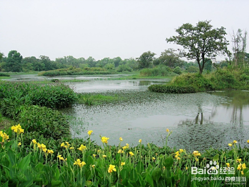 杭州西溪湿地旅游攻略,杭州西溪湿地深度游玩攻略