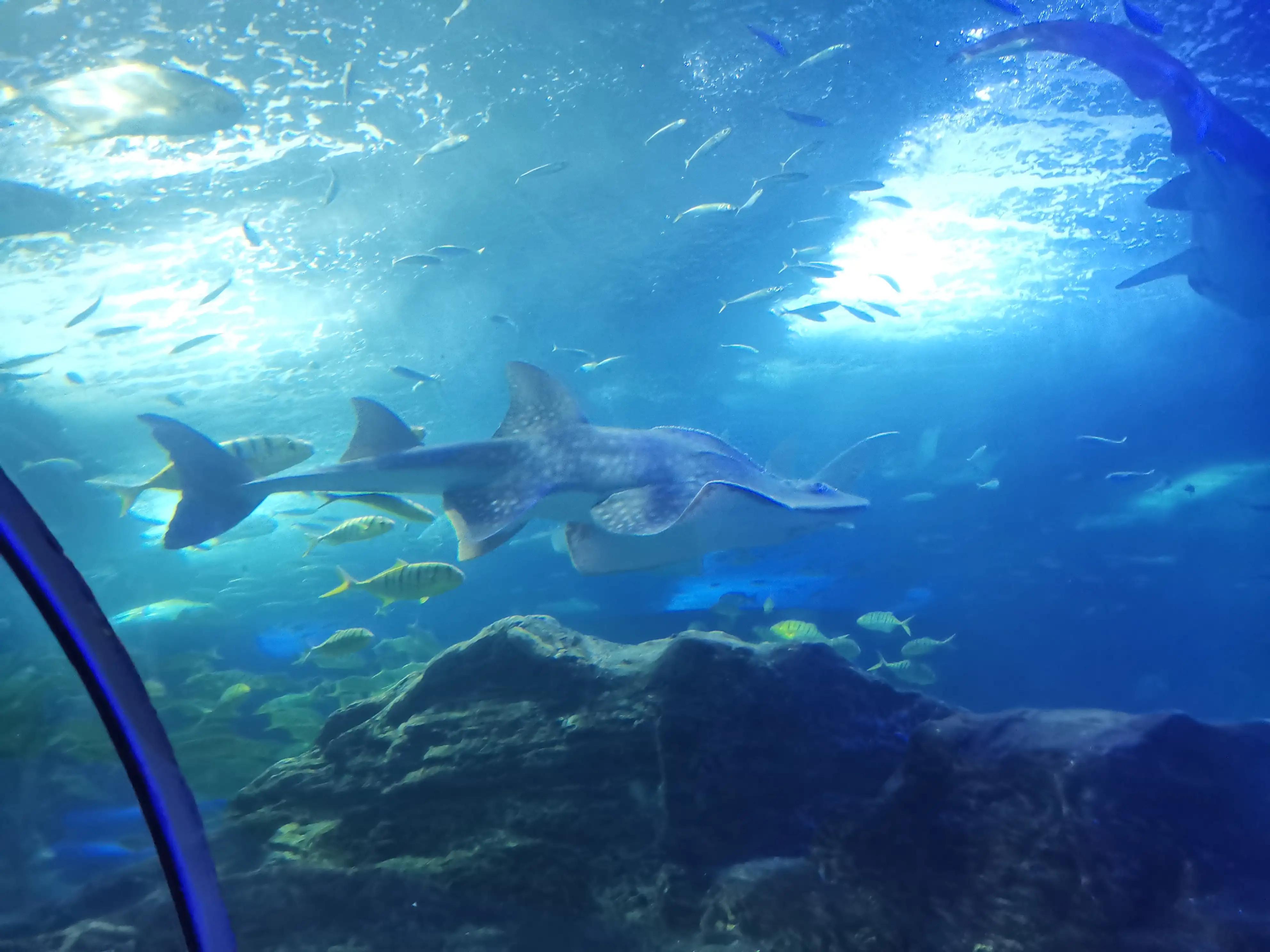 青岛海底世界图片大全,探索神秘的海底奇观,青岛海底世界探索之旅,神秘海底奇观全景图片展示