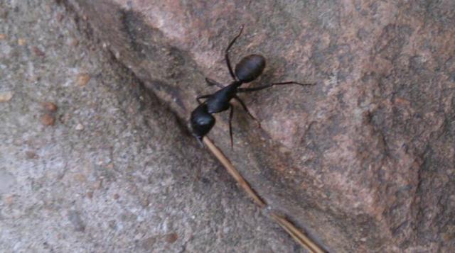 BT蚂蚁，探索未知世界的微小力量，BT蚂蚁，微小力量探索未知世界