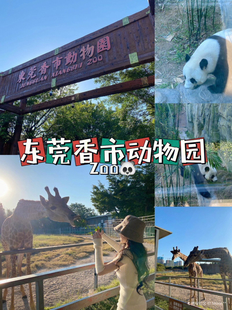 揭秘东莞香市动物园门票价格及更多信息,东莞香市动物园门票价格揭秘及更多信息详解