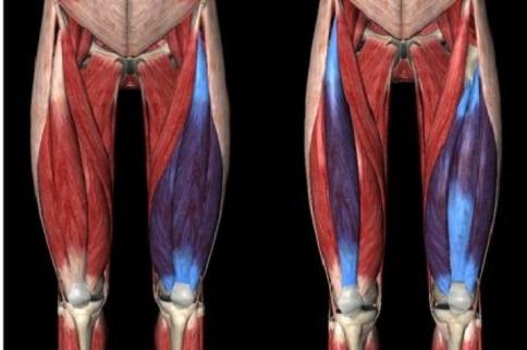 股四头肌锻炼方法,全面解析与实践指南,股四头肌锻炼大全,全面解析与实践指南