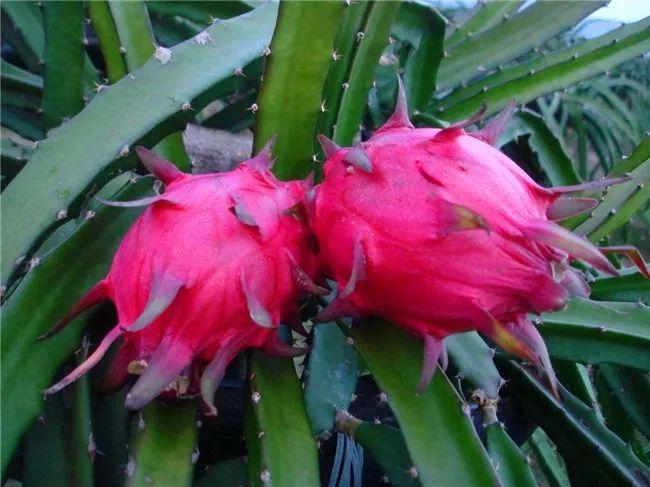 火龙果的功效与作用,揭示其健康益处与潜在价值,火龙果的健康益处与潜在价值,全面解析其功效与作用