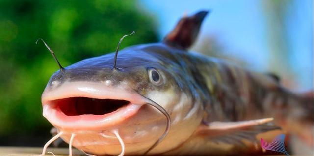 揭秘十大垃圾鱼，认识并防范这些潜在的健康威胁，揭秘十大垃圾鱼，如何防范潜在的健康威胁？