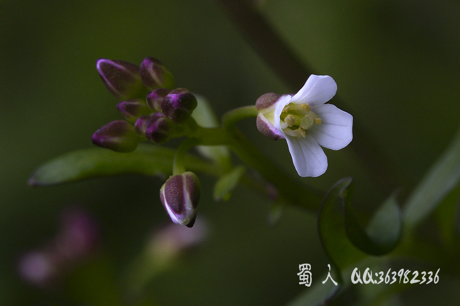 野花视频在线观看，免费欣赏多彩世界的美妙艺术，野花视频在线，免费欣赏多彩世界艺术之美