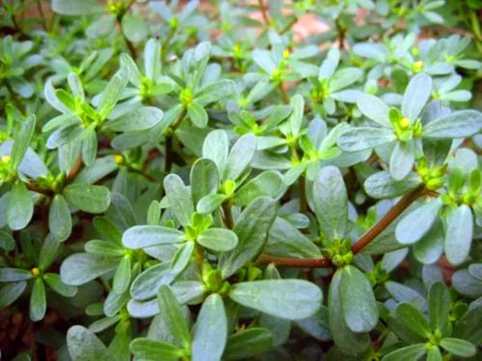 马齿苋,一种值得关注的植物及其图片展示,马齿苋,植物介绍与图片展示