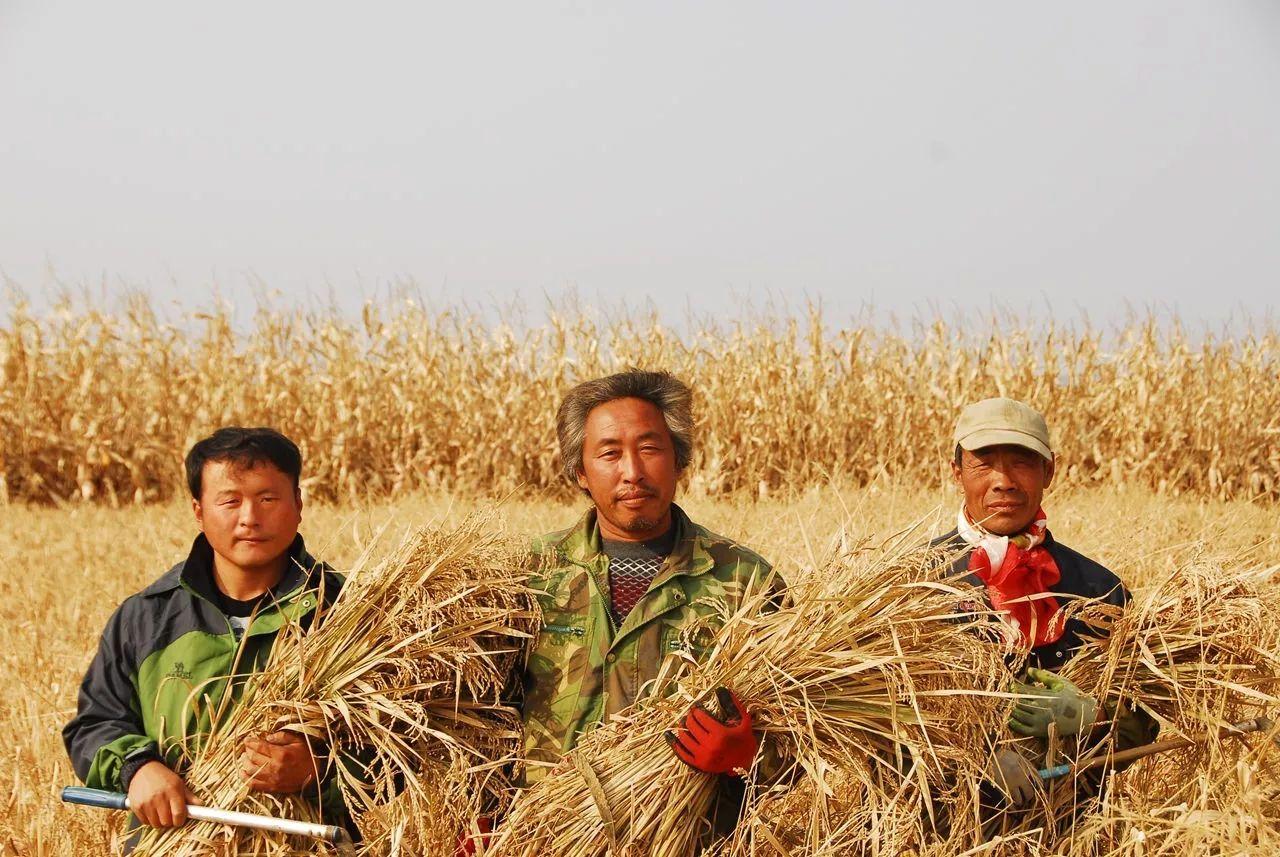 儿子耕种母亲的田地,传承与亲情的交织,儿子耕种母亲的田地,传承与亲情的农耕乐章