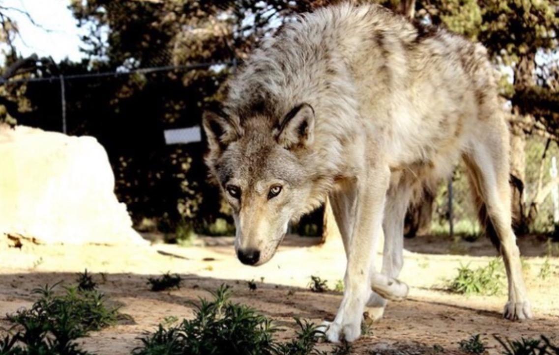 狼群社区论坛在线，探索与交流的繁荣之地，狼群社区论坛在线，繁荣的交流与探索之地