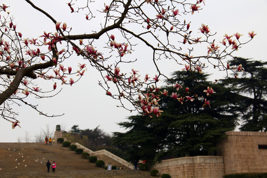 南京雨花台的美丽与哀愁,南京雨花台的美丽与哀愁,历史与现代的交织情感
