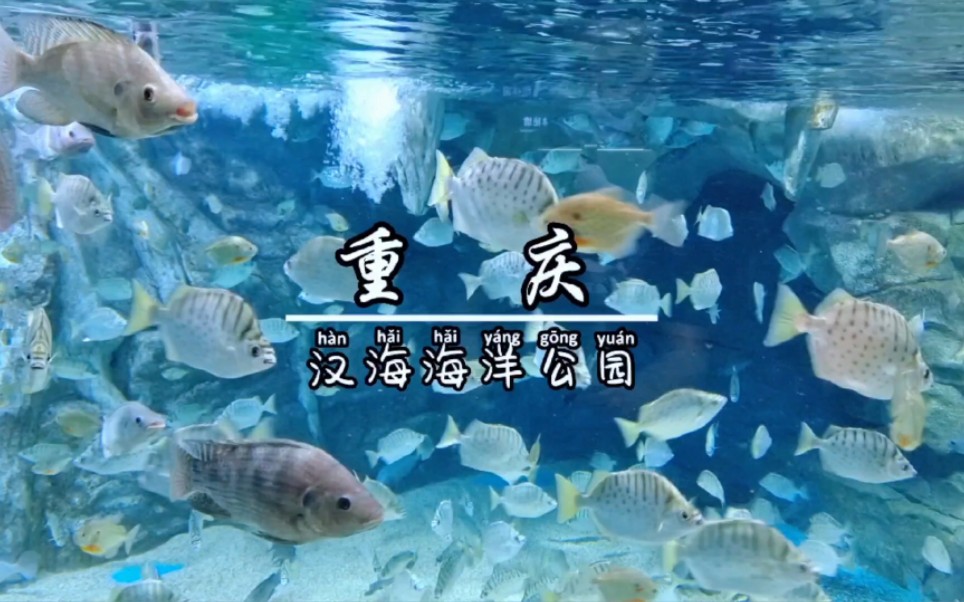 重庆汉海海洋公园游玩攻略，重庆汉海海洋公园游玩指南