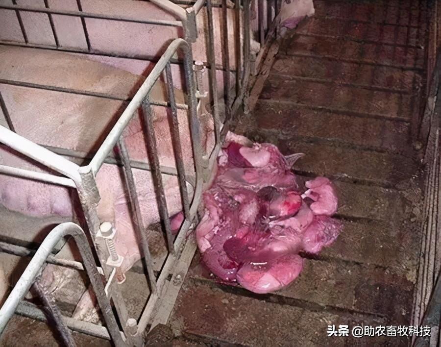 现在感染症状有哪些,全面解析与应对建议,全面解析感染症状及应对建议,症状、原因与处理方法