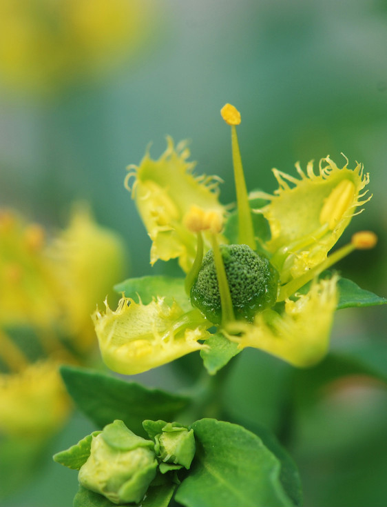 野花韩国大全免费看8——探索韩国美丽的自然与艺术融合,韩国野花之美,自然与艺术完美融合的免费观赏指南