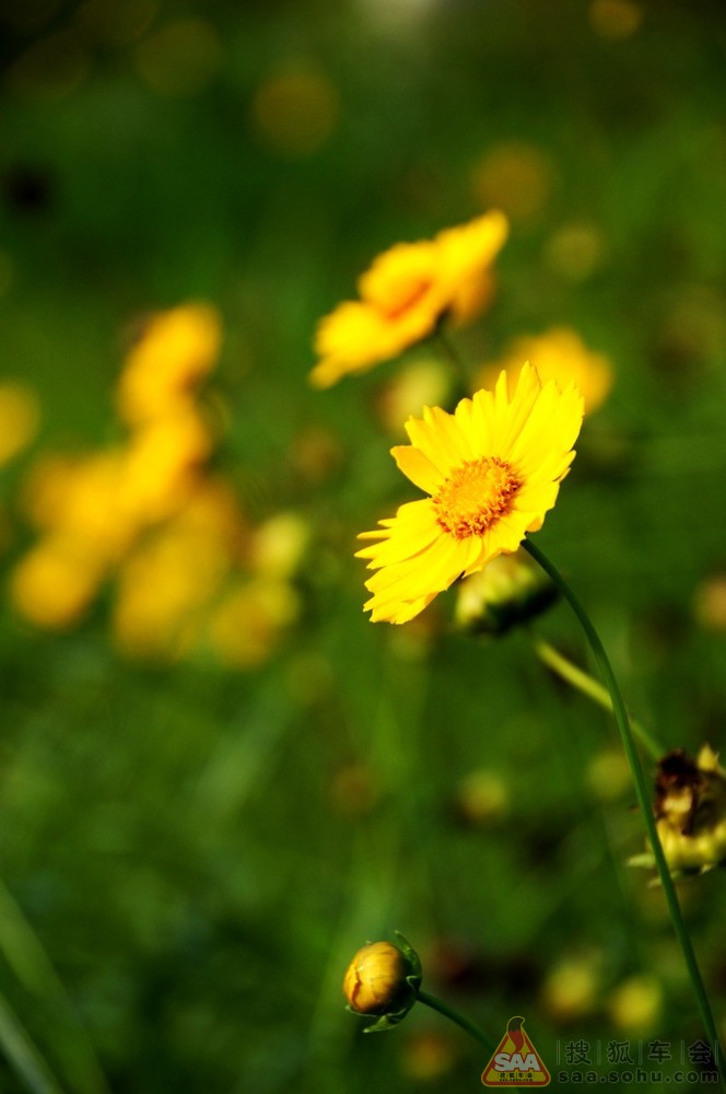 野花韩国大全免费看8——探索韩国美丽的自然与艺术融合,韩国野花之美,自然与艺术完美融合的免费观赏指南