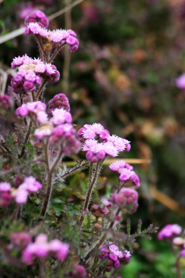 野花韩国大全免费看8——探索韩国美丽的自然与艺术融合,韩国野花之美,自然与艺术完美融合的免费观赏指南