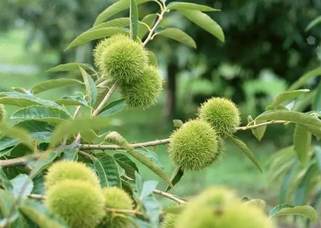 板栗,大自然的营养宝库,其功效与作用令人惊叹,板栗,大自然的营养宝库,惊人功效与作用揭秘
