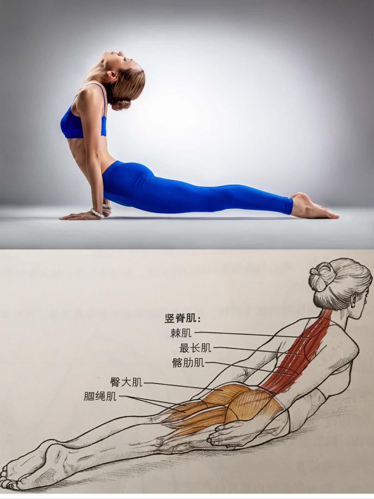 瑜伽动作的种类与数量,探索瑜伽的博大精深,瑜伽动作的种类与数量,探究瑜伽世界的博大精深