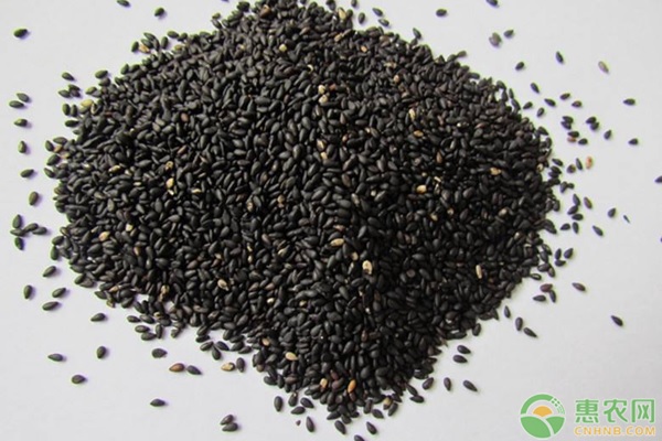 黑芝麻今日行情实时查询，市场走势与影响因素分析，黑芝麻行情实时更新，市场走势与影响因素深度解析