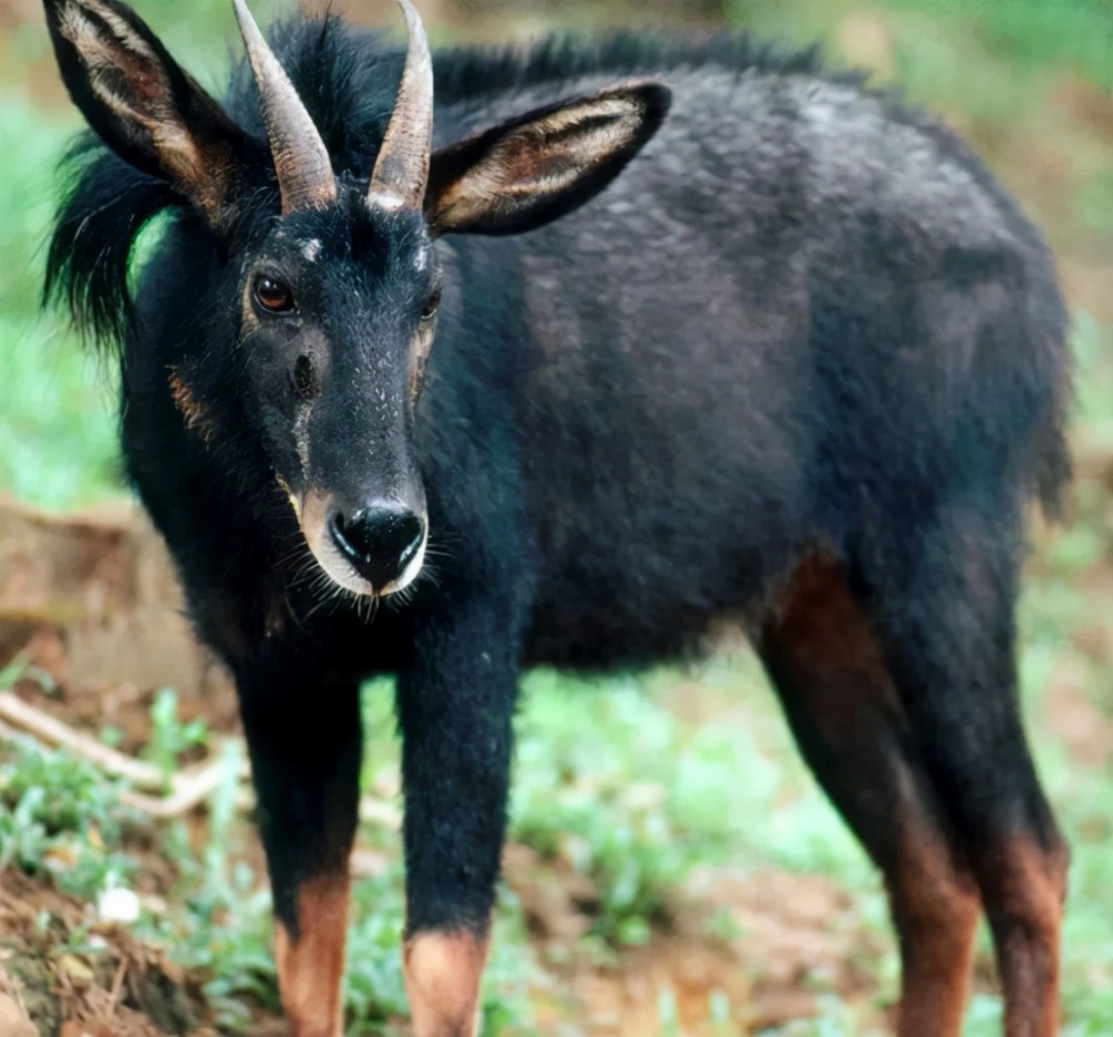 四不像,澳门独特的文化融合现象,澳门文化独特融合现象,四不像的多元风采