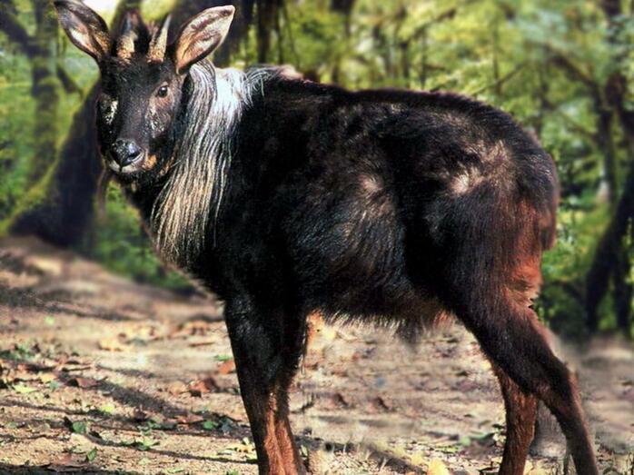 四不像，澳门独特的文化融合现象，澳门文化独特融合现象，四不像的多元风采