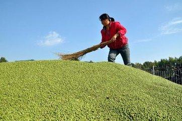 玉米走势最新分析图，市场趋势与影响因素探讨，玉米市场走势最新分析图及趋势与影响因素探讨