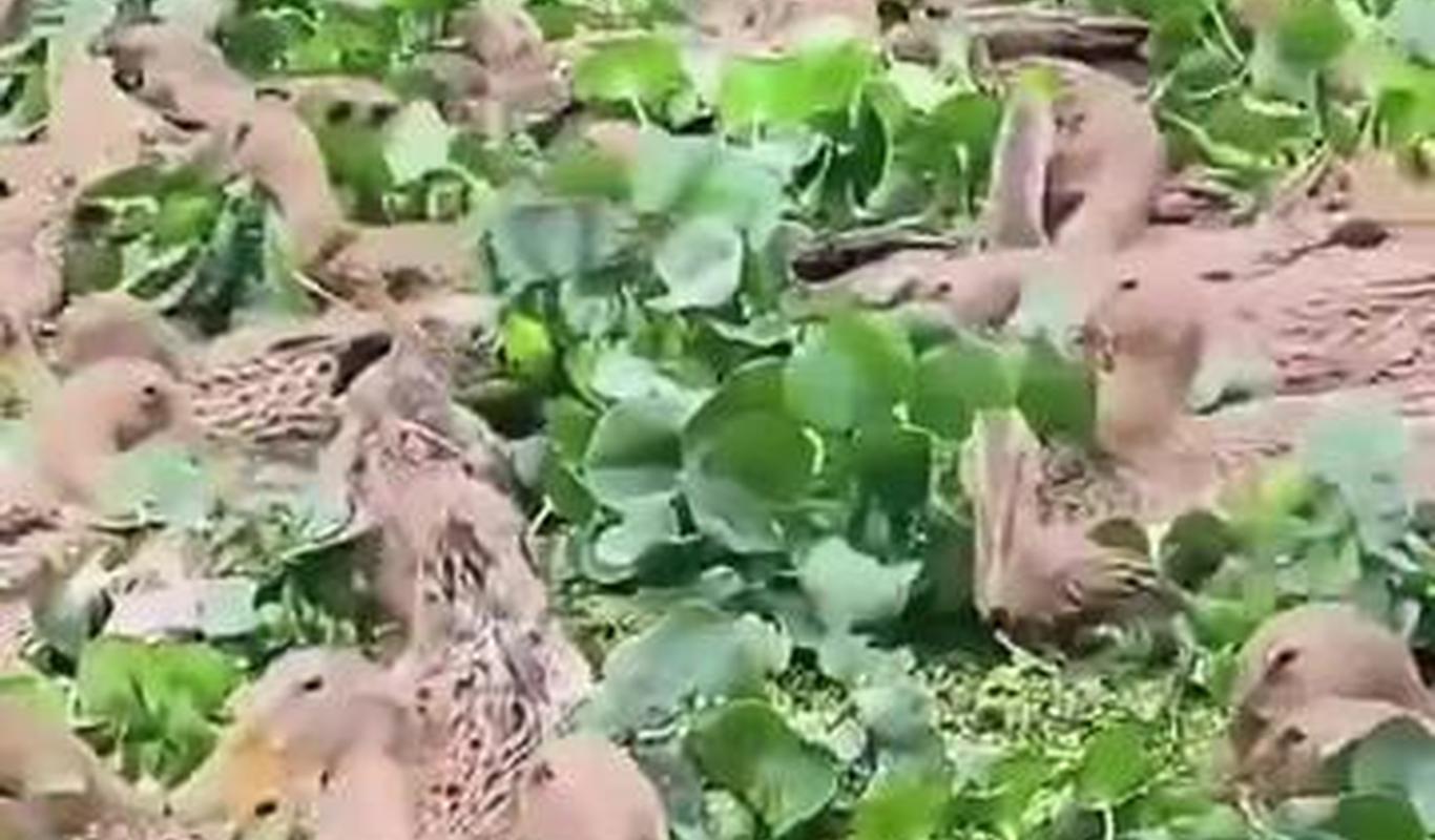 老鸭窝最新视频，探索与发现的时代前沿，老鸭窝最新视频，探索与发现的时代前沿揭秘