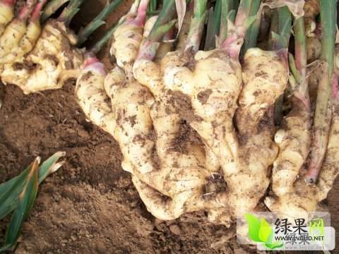 昌邑生姜最新价格行情分析,昌邑生姜最新价格行情解析