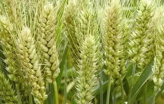 最新小麦价格行情分析，最新小麦价格行情解析